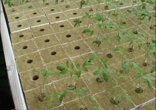 Steinwolle Bl&ouml;cke